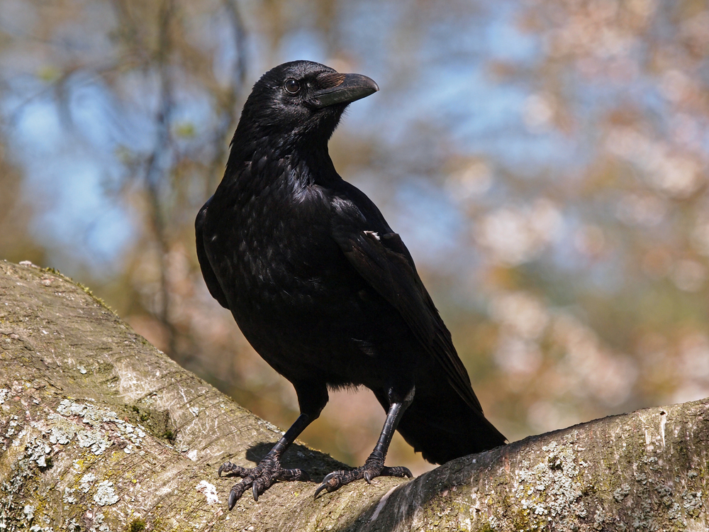 Black Crow