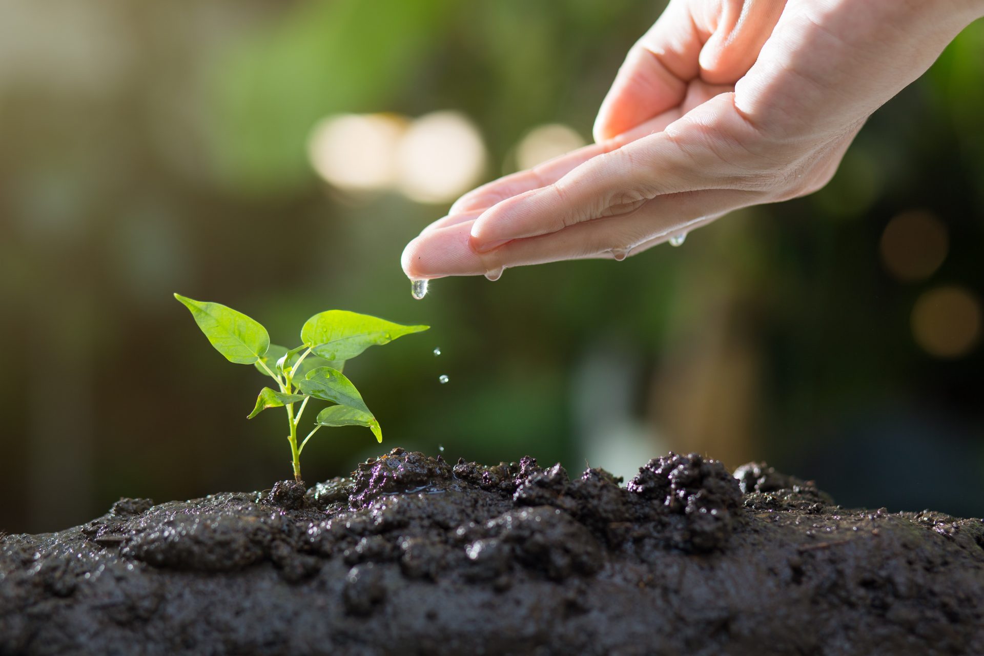 Planting Techniques